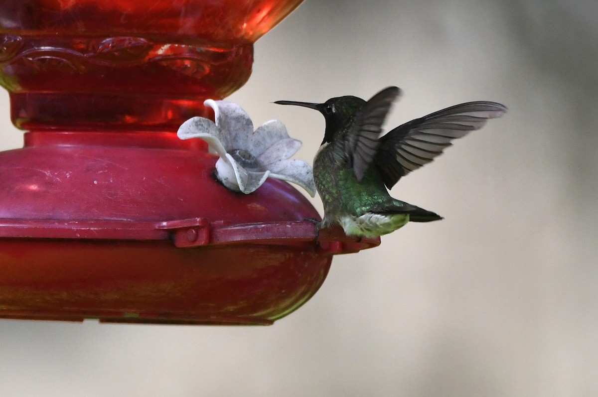 Ruby-throated Hummingbird - ML619086705