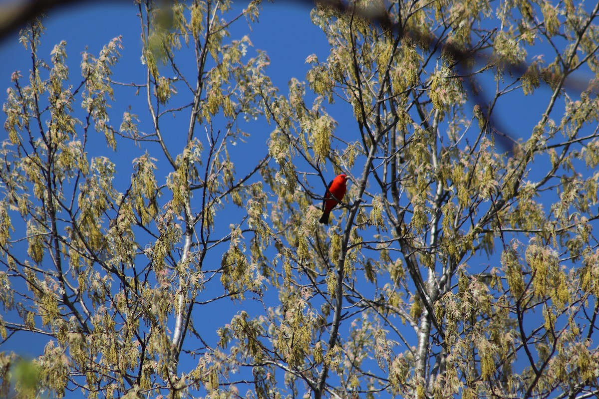 Scarlet Tanager - ML619086711