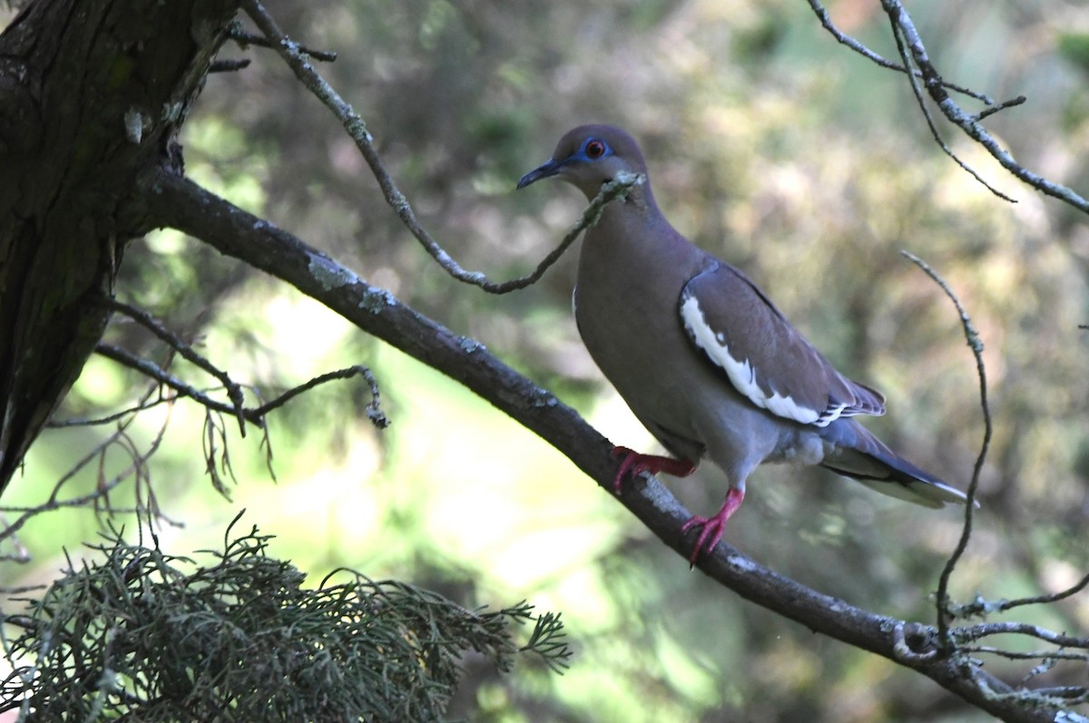 White-winged Dove - Kevin Smith