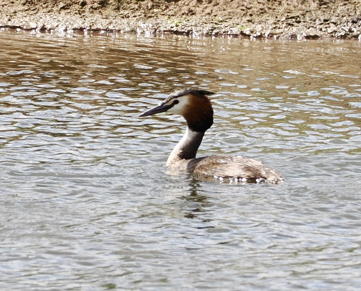 Great Crested Grebe - ML619086729