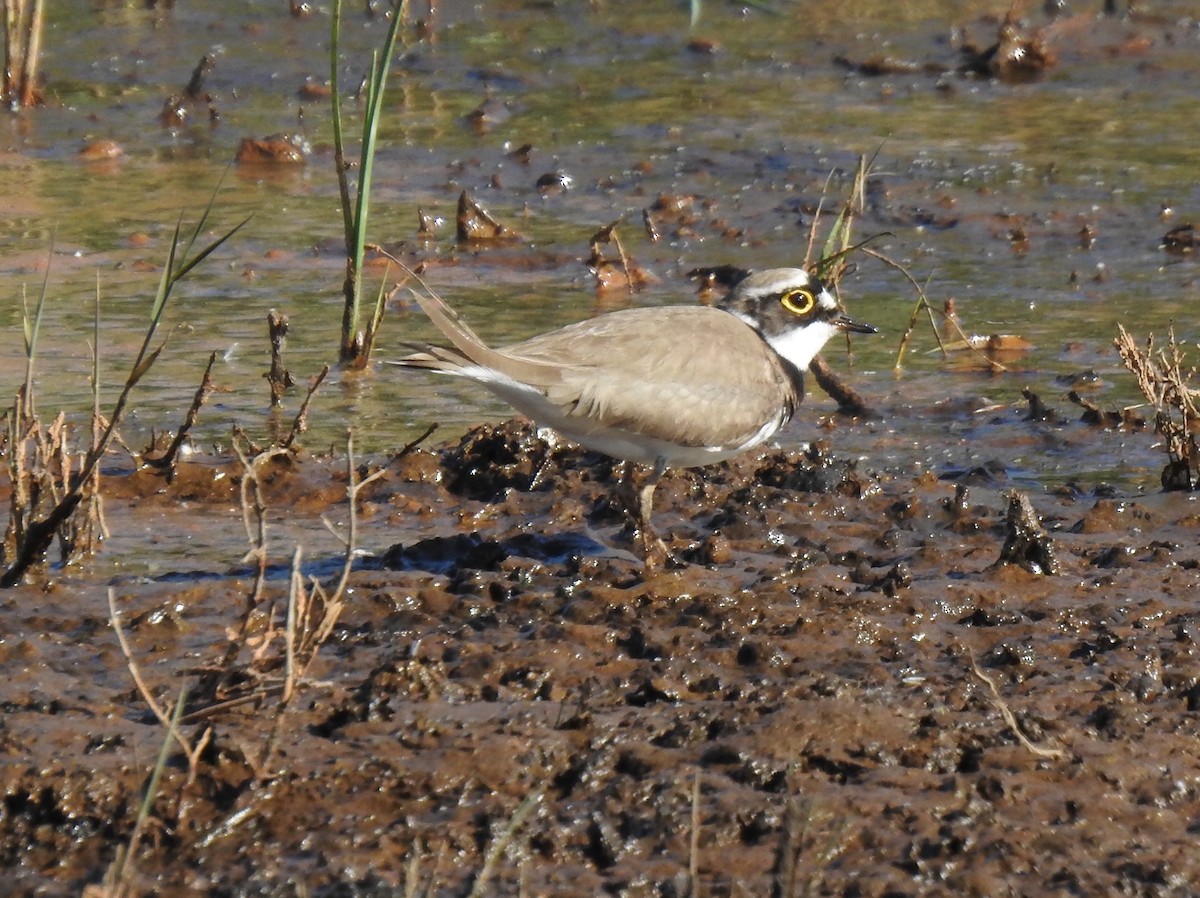 Little Ringed Plover - Keith Gregoire