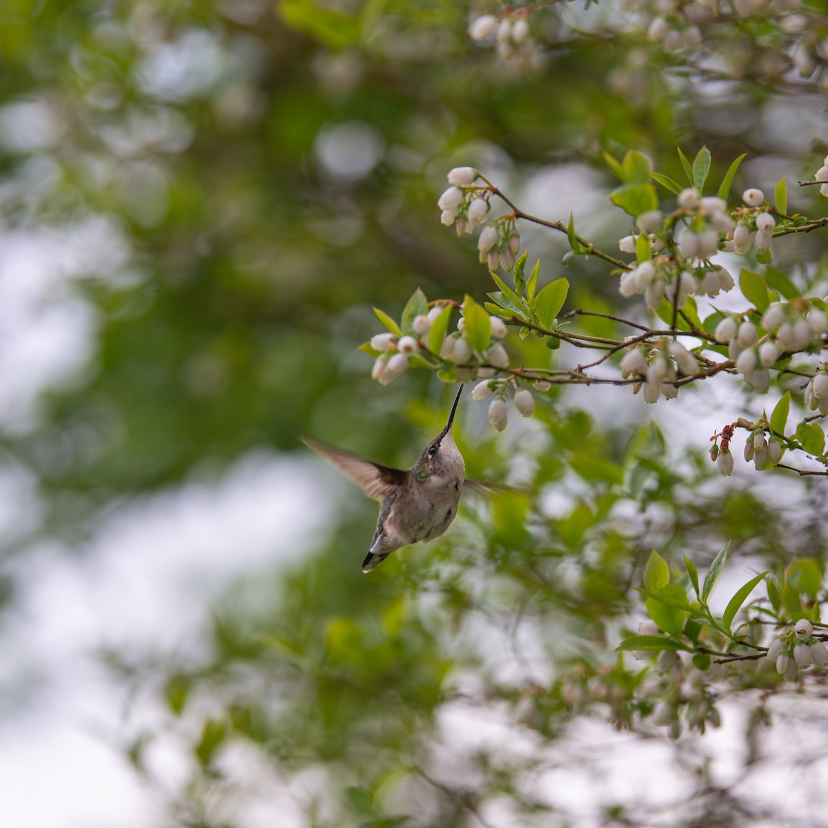Ruby-throated Hummingbird - Matthew Ulrichs