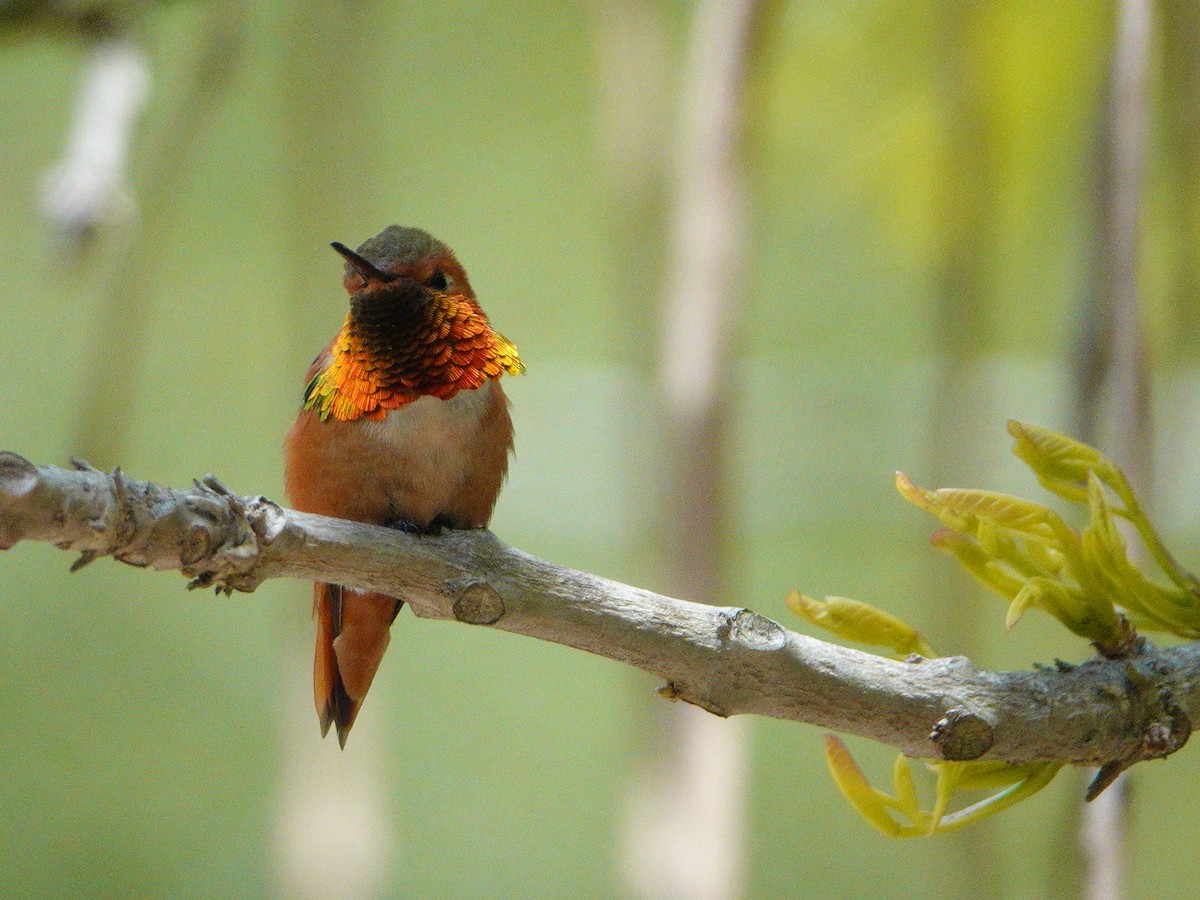 Allen's Hummingbird - Jeff Birek