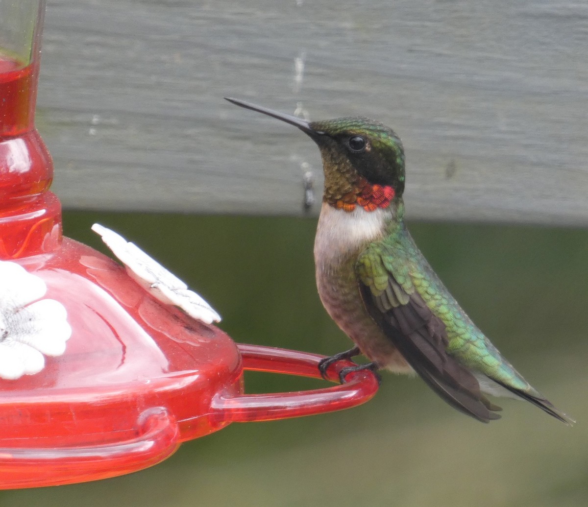 Ruby-throated Hummingbird - ML619086835