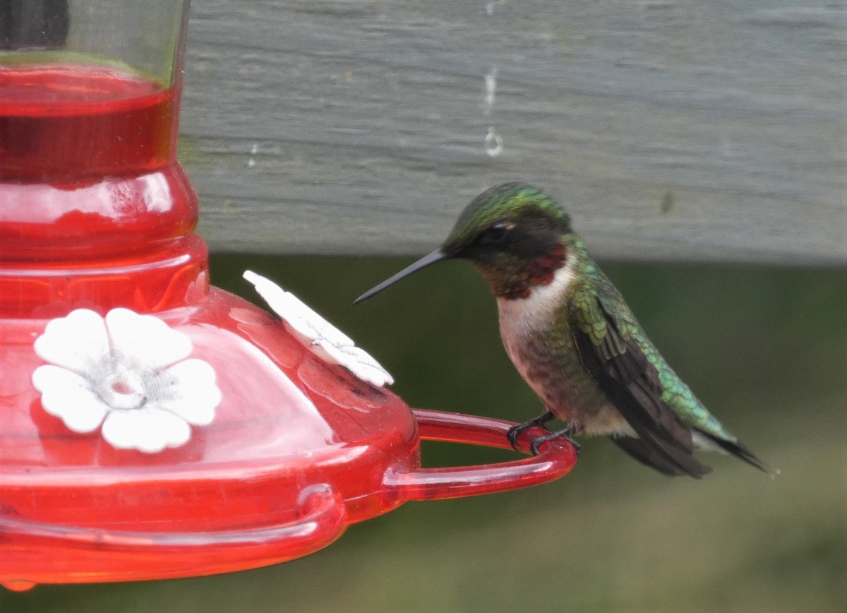 Ruby-throated Hummingbird - ML619086836