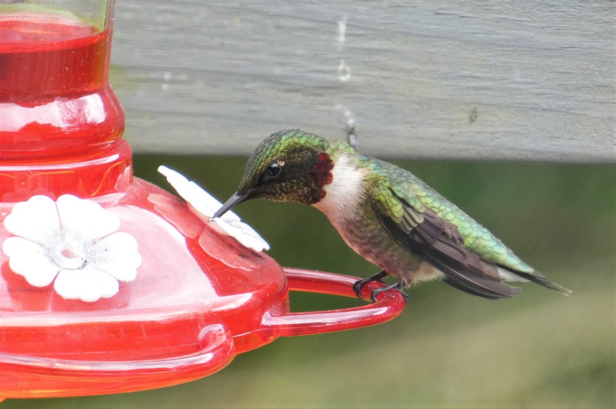 Ruby-throated Hummingbird - ML619086837