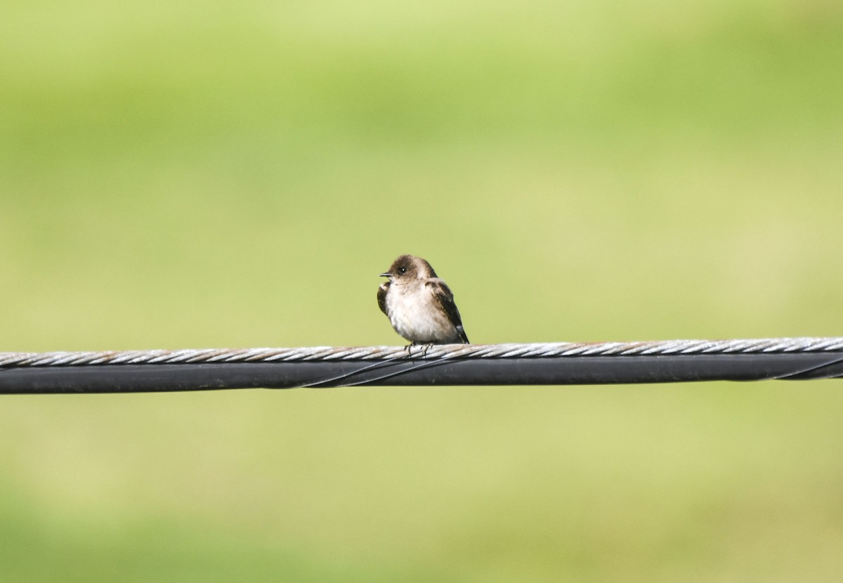 Northern Rough-winged Swallow - ML619086838