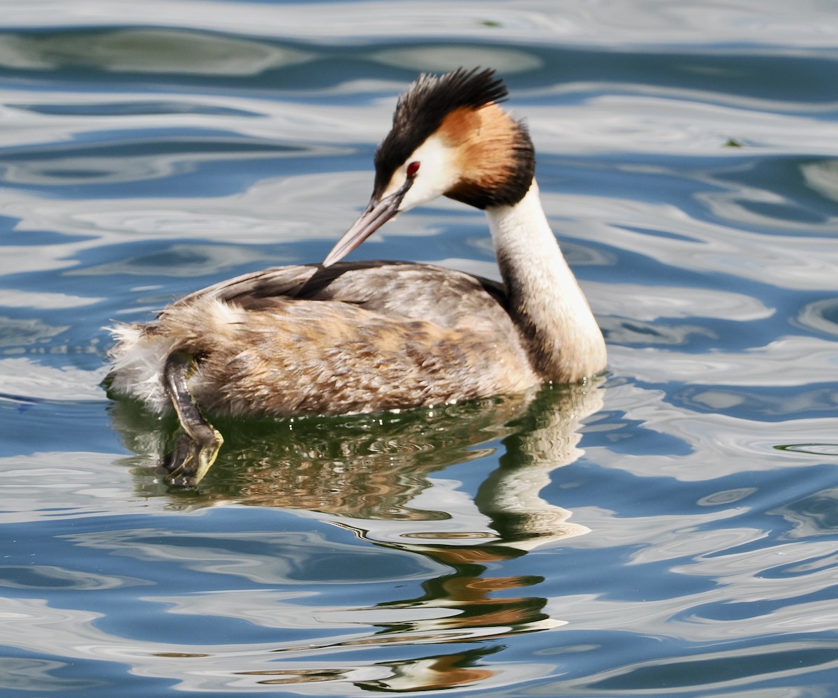 Great Crested Grebe - ML619086841
