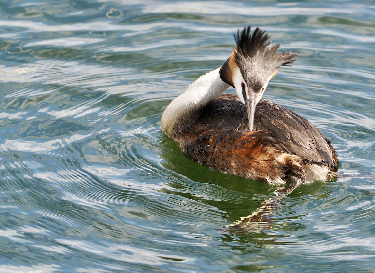 Great Crested Grebe - ML619086842