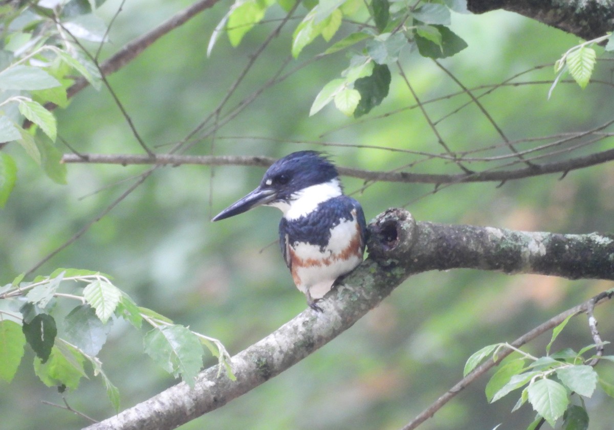 Belted Kingfisher - ML619086843