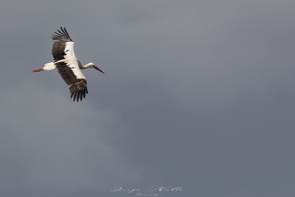 White Stork - ML619086875