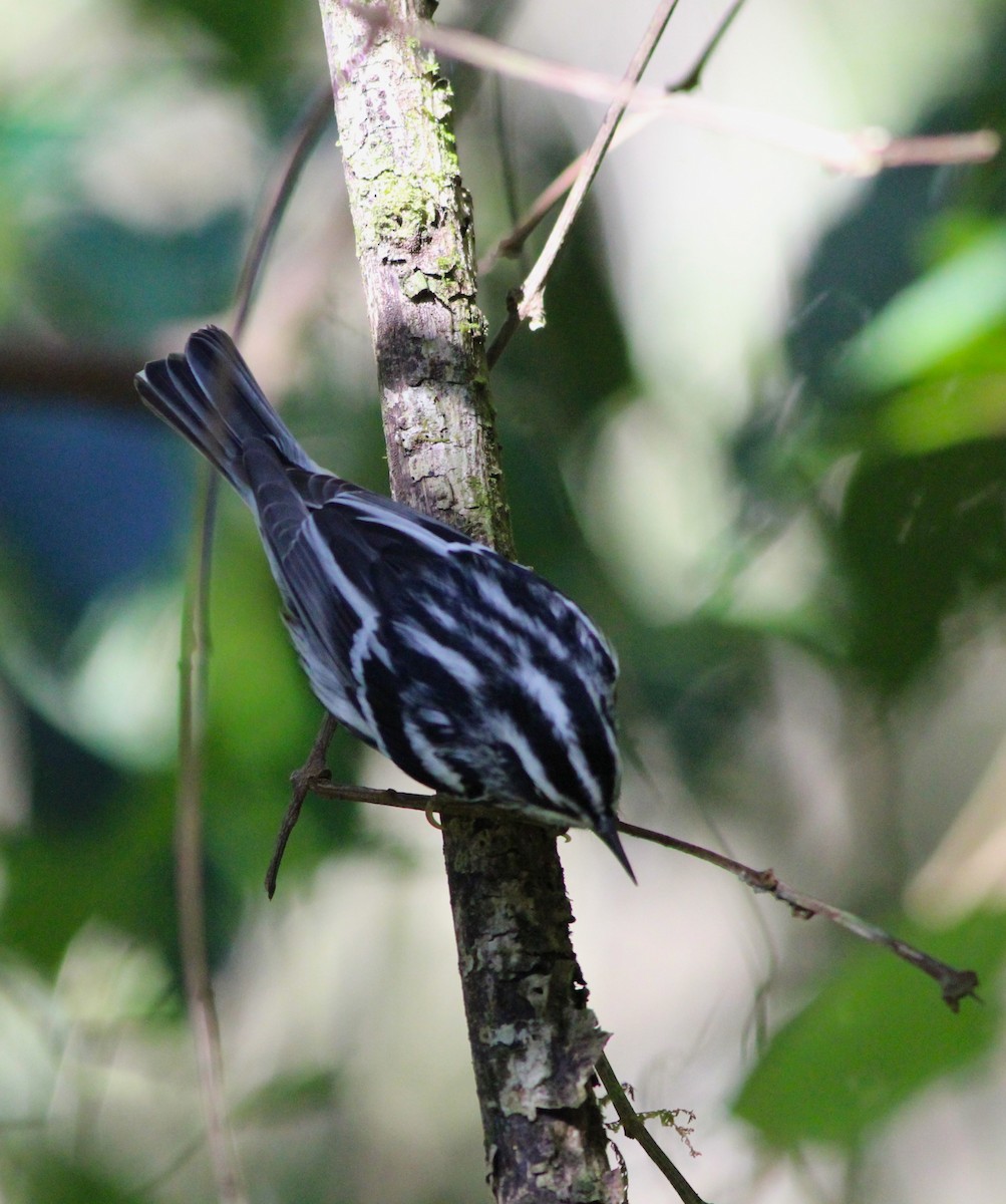 Black-and-white Warbler - ML619086878