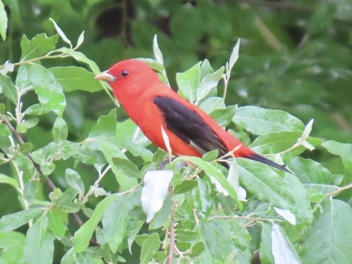 Scarlet Tanager - ML619086881