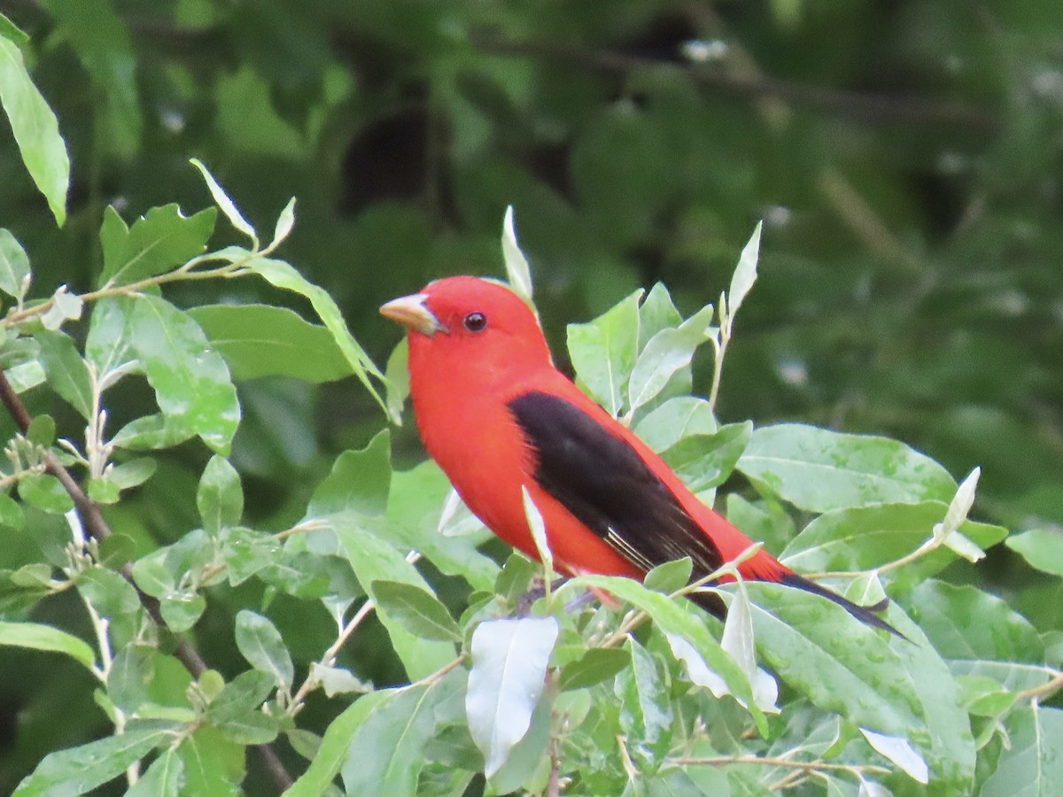 Scarlet Tanager - ML619086882