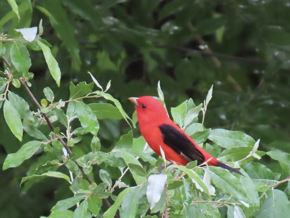 Scarlet Tanager - ML619086883