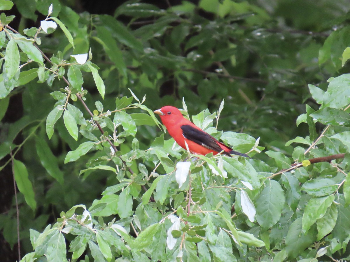 Scarlet Tanager - ML619086884