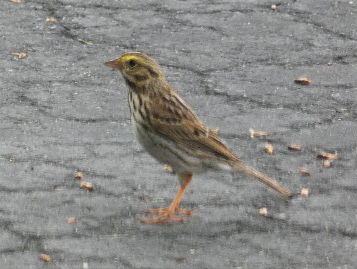 Savannah Sparrow - ML619086933