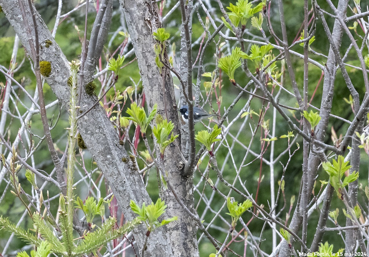 Black-throated Blue Warbler - ML619086934