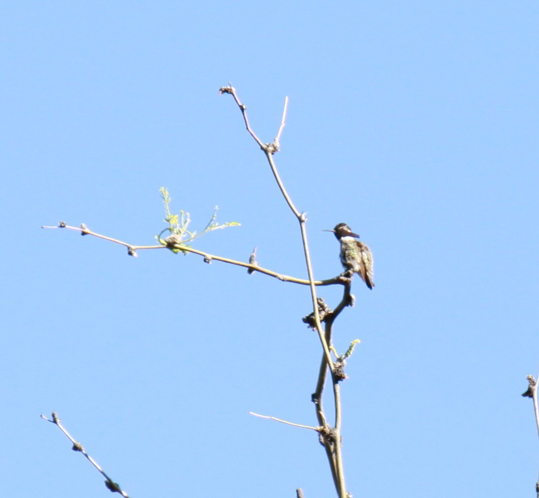 Costa's Hummingbird - ML619086935
