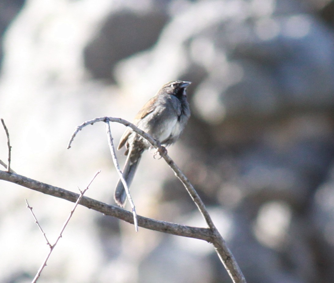 Five-striped Sparrow - ML619086960