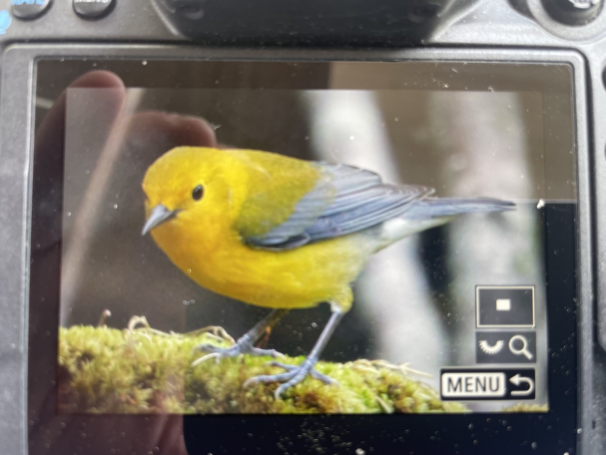 Prothonotary Warbler - ML619086981