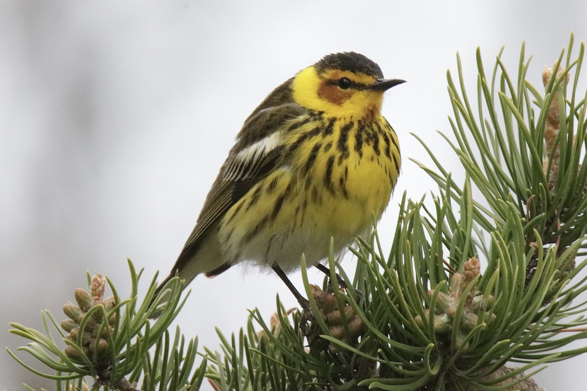 Cape May Warbler - ML619086990