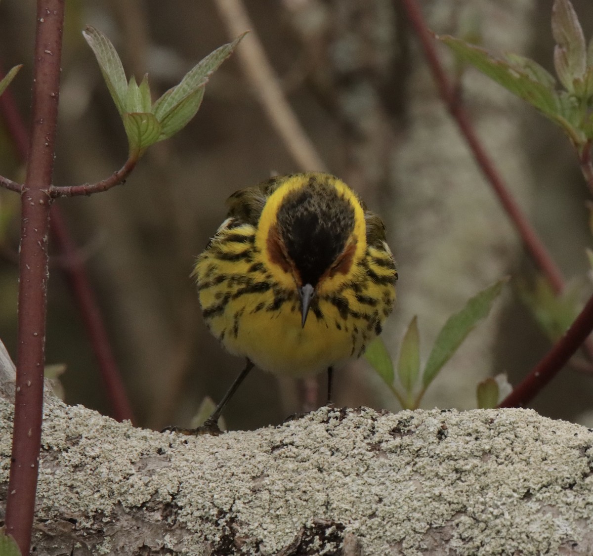 Cape May Warbler - ML619086991