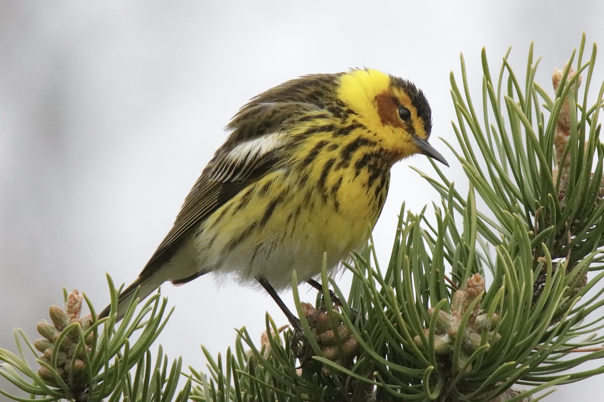 Cape May Warbler - ML619086992