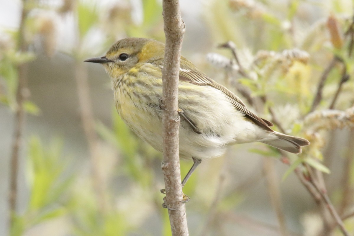 Cape May Warbler - ML619086995