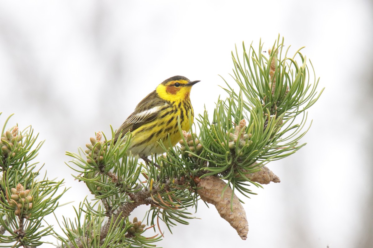 Cape May Warbler - ML619086996