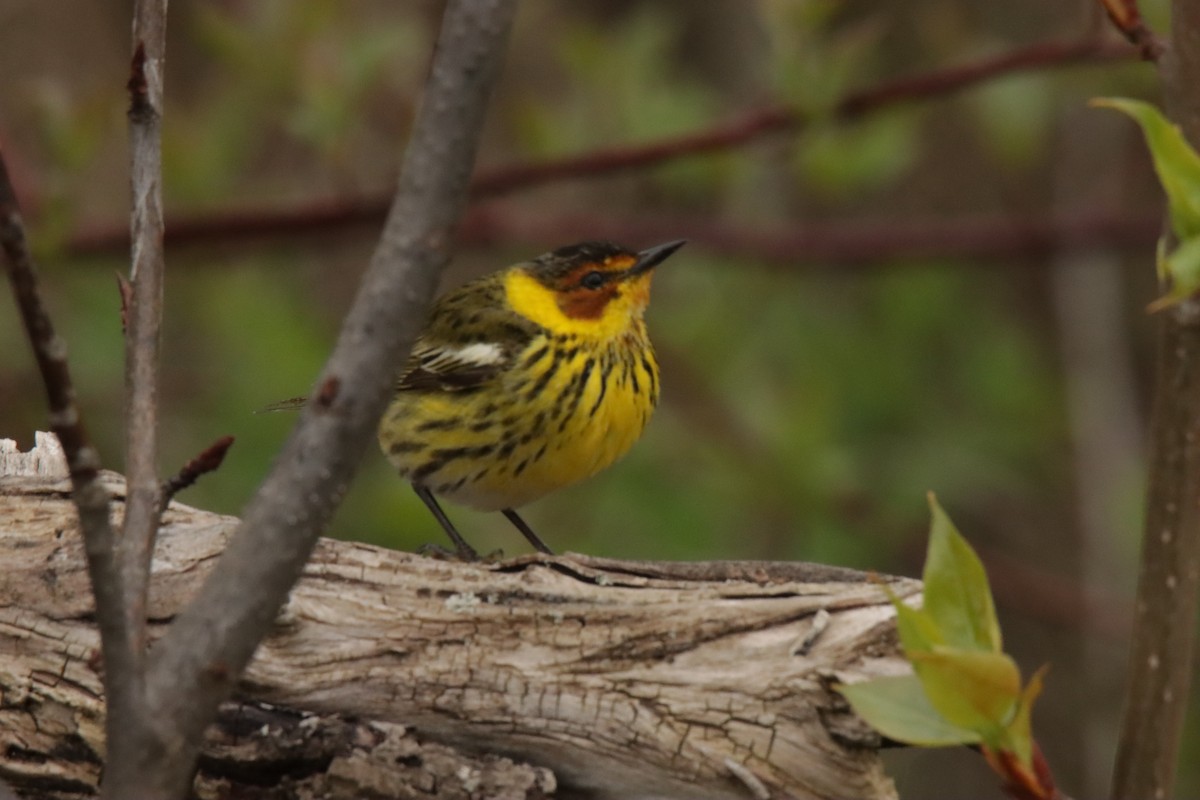 Cape May Warbler - ML619086998