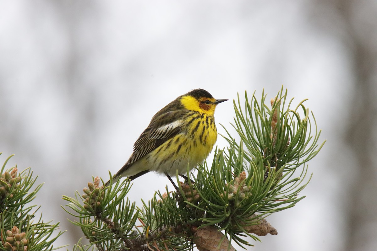 Cape May Warbler - ML619086999
