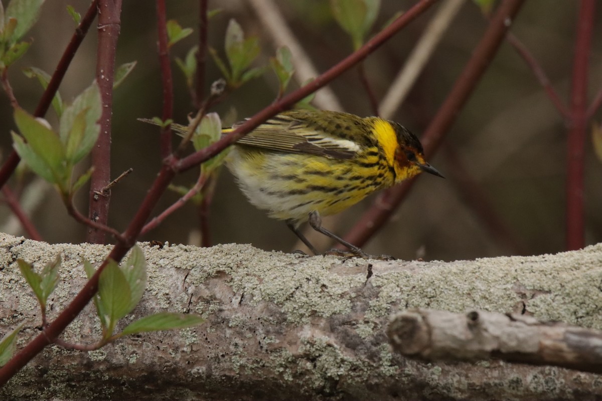 Cape May Warbler - ML619087000