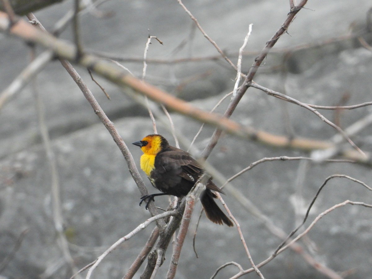 Yellow-headed Blackbird - ML619087054