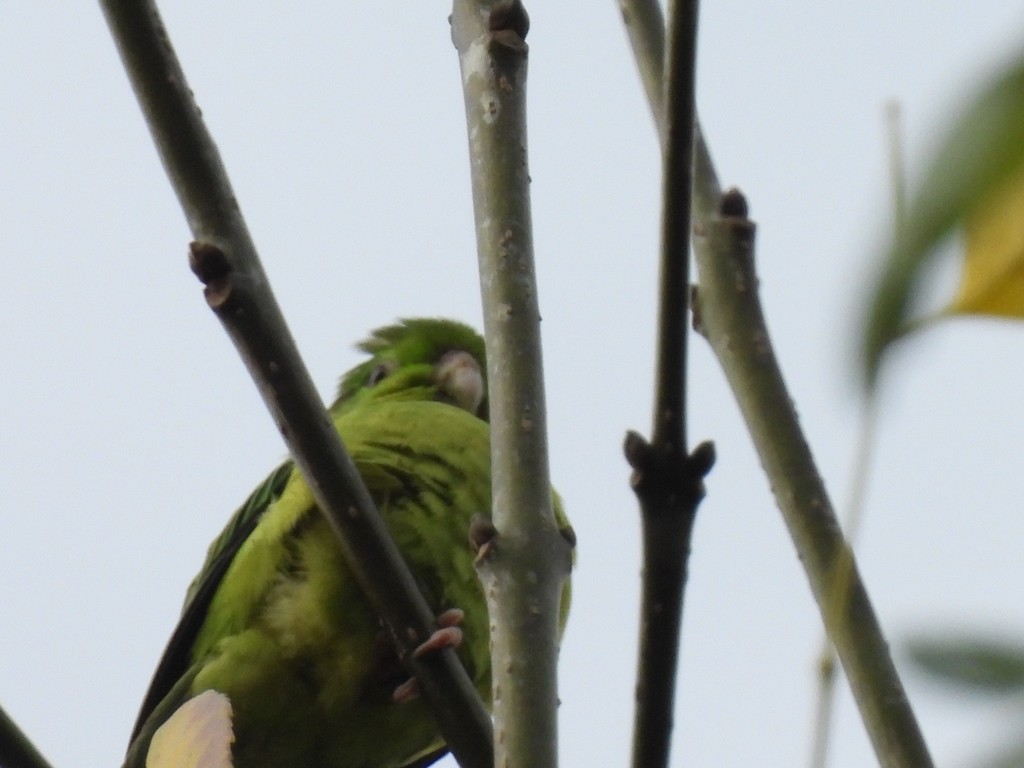 Spectacled Parrotlet - ML619087063