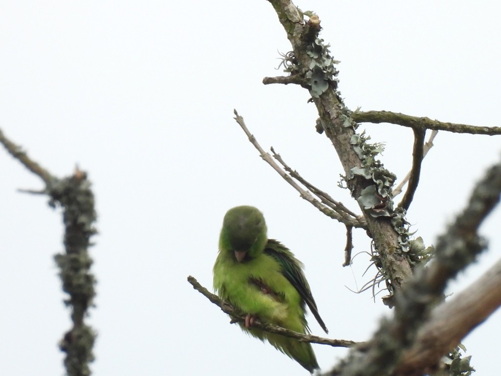 Spectacled Parrotlet - ML619087064