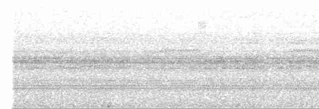 Weißbinden-Ameisenvogel - ML619087080