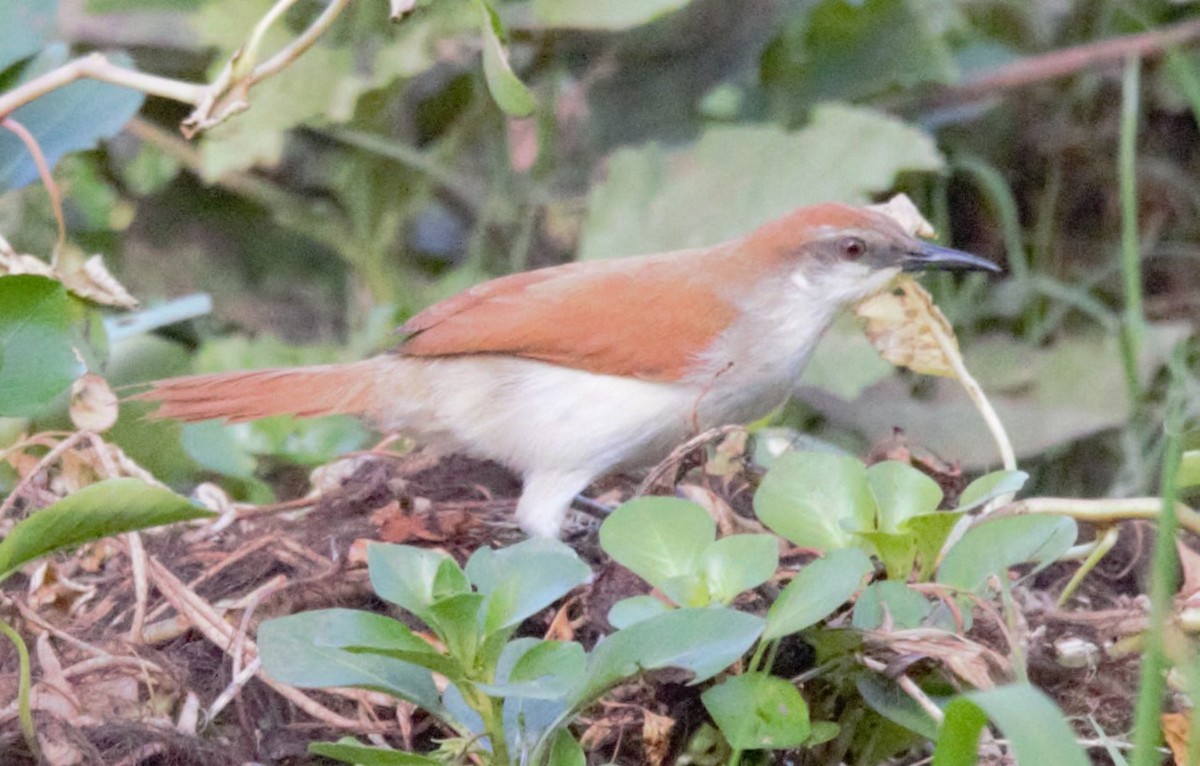 Yellow-chinned Spinetail - ML619087135