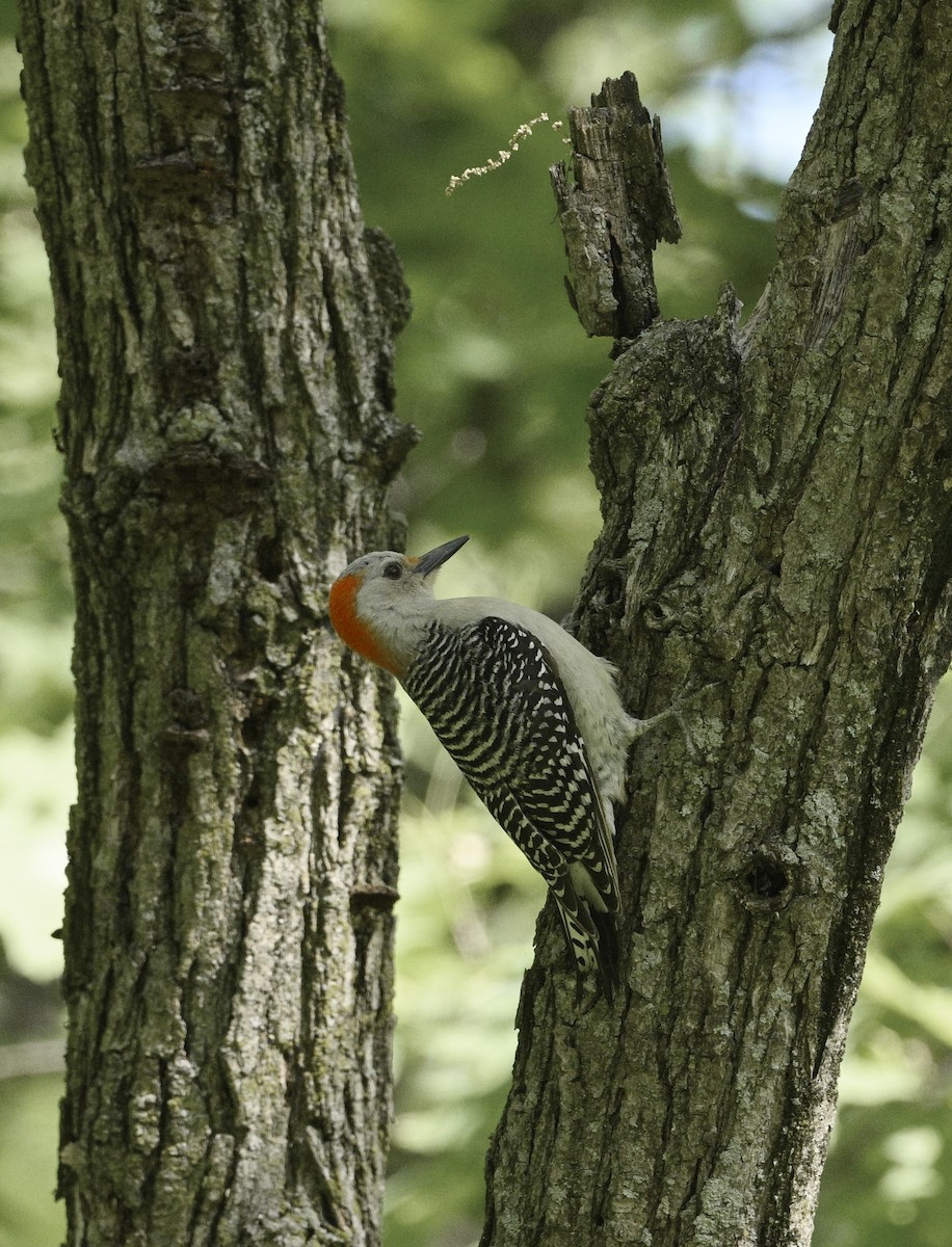 Red-bellied Woodpecker - ML619087138