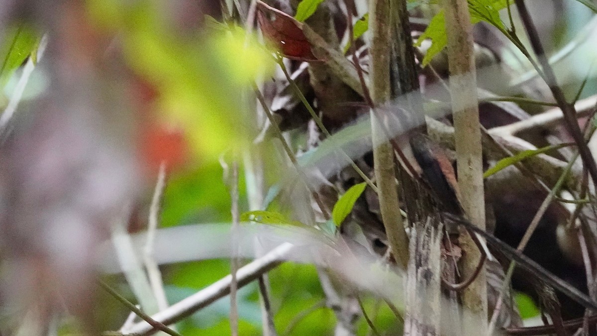 Длинноклювый колибри-отшельник - ML619087189