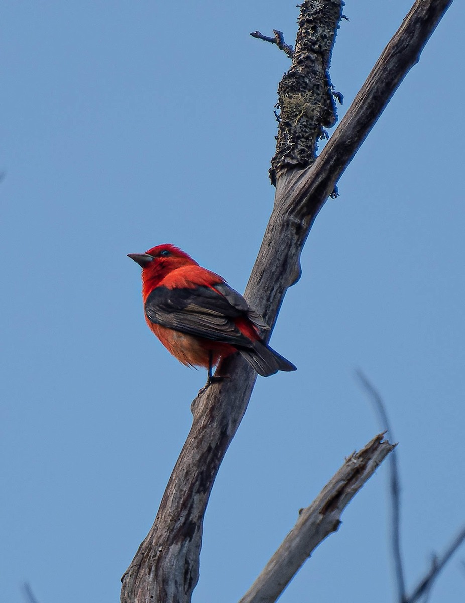 Scarlet Tanager - ML619087192