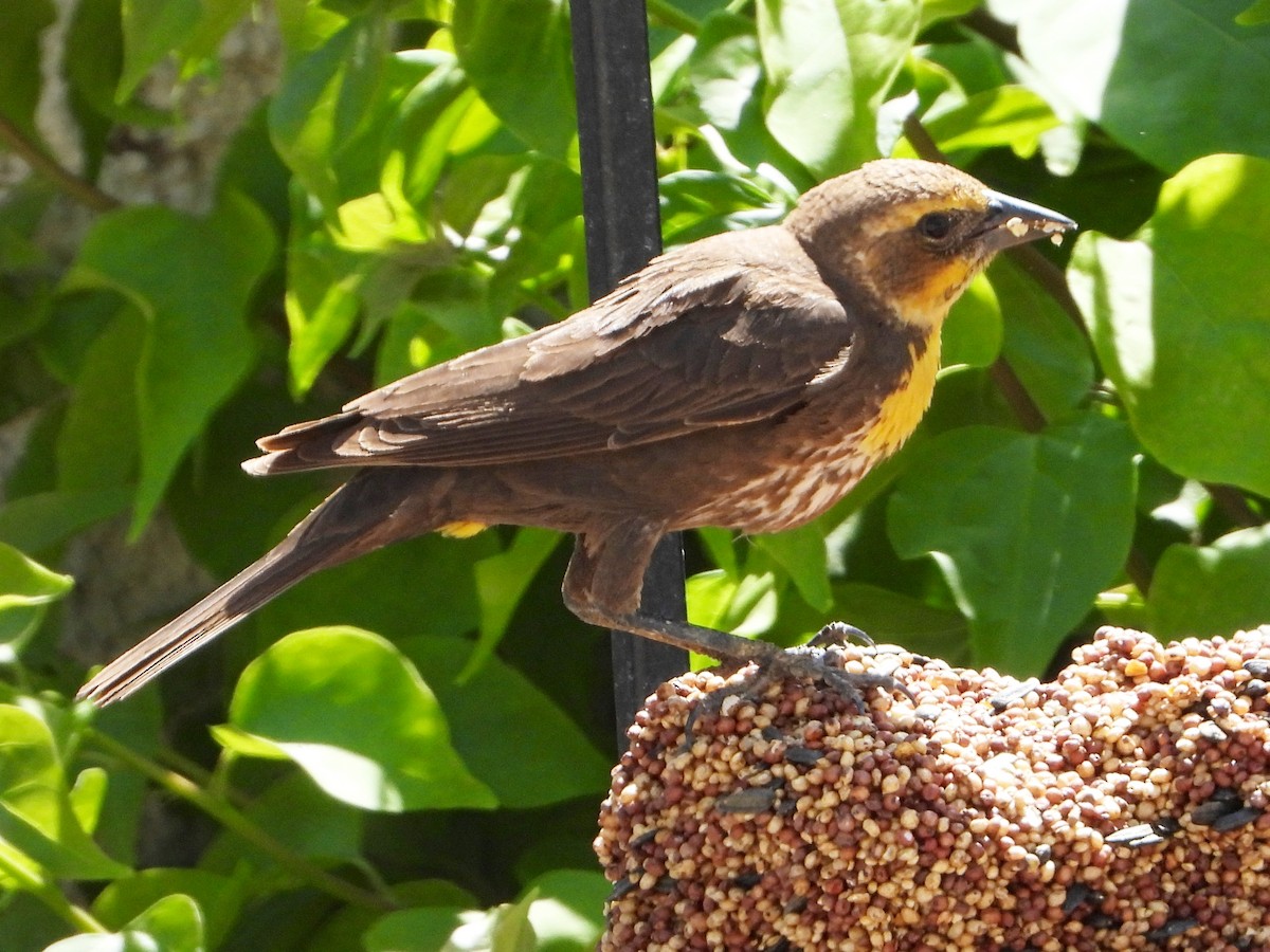 Yellow-headed Blackbird - ML619087197