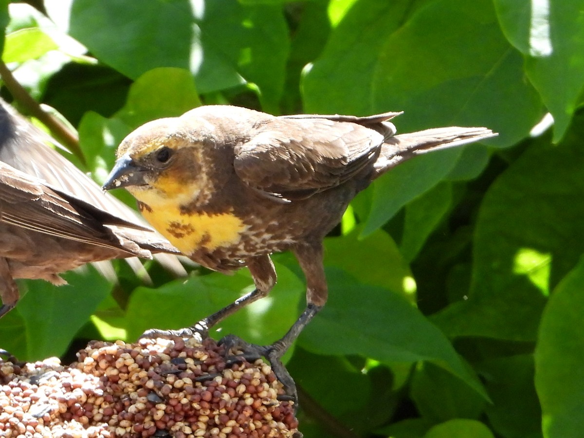 Yellow-headed Blackbird - ML619087207