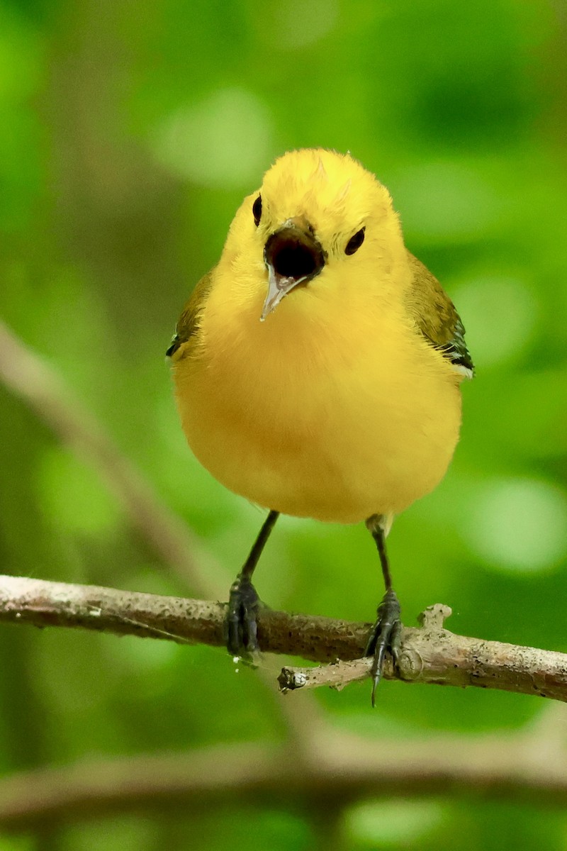 Prothonotary Warbler - ML619087232