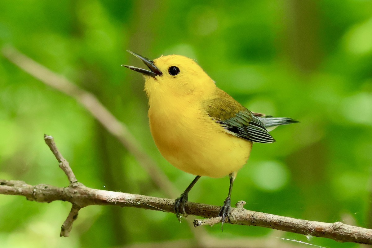 Prothonotary Warbler - ML619087233