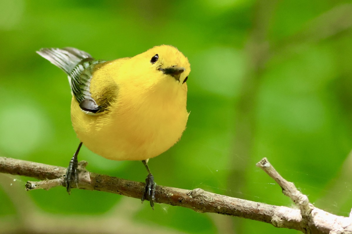 Prothonotary Warbler - ML619087234