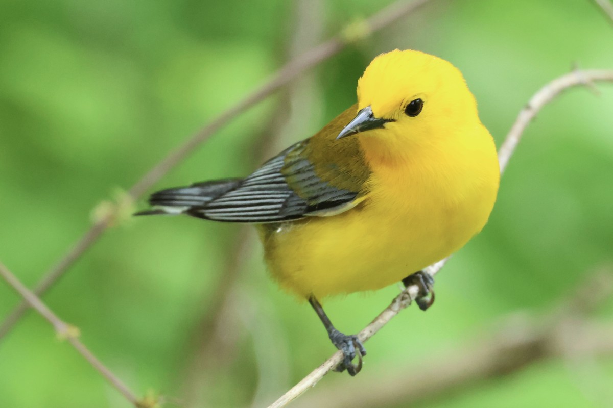 Prothonotary Warbler - ML619087239