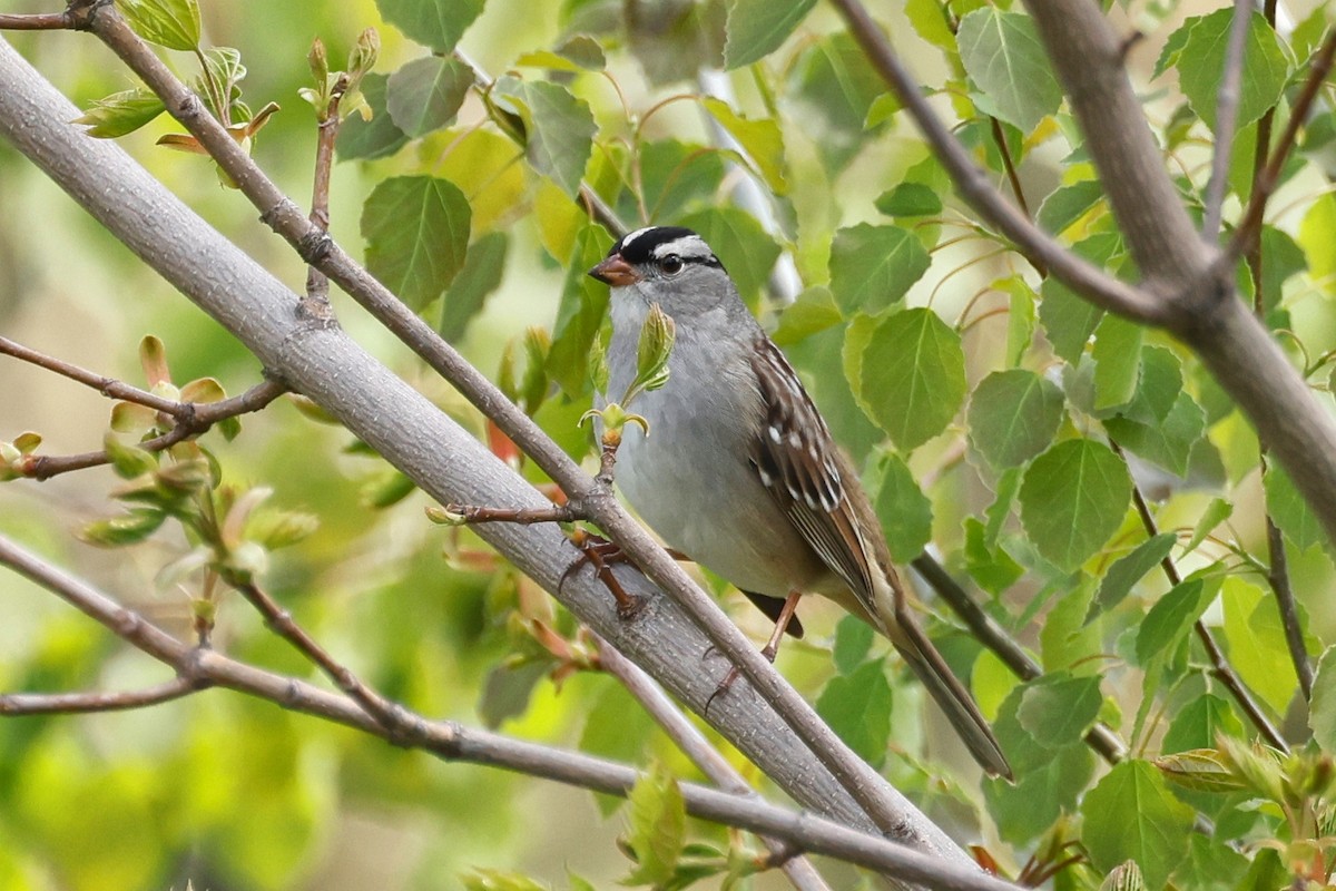 White-crowned Sparrow - ML619087250