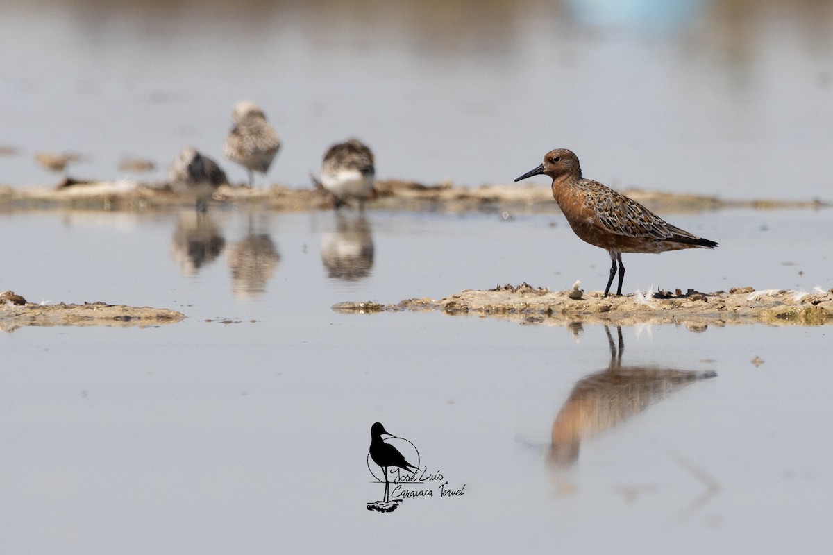 Red Knot - ML619087272