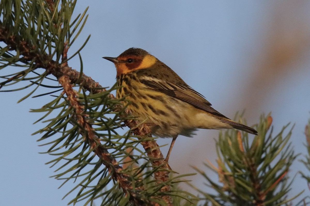 Cape May Warbler - ML619087274